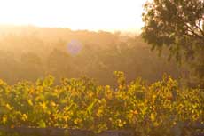 Precision Viticulture Australia (PVA)