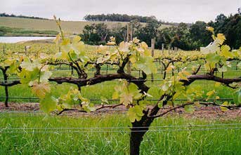 Chardonnay Vineyard