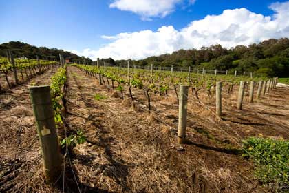 Vineyard Management at Reedy Creek